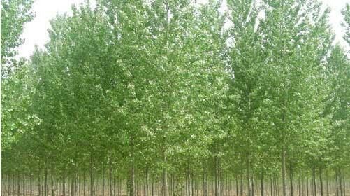 河南白蠟苗的種植與發展